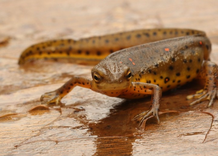 Red-spotted Newt